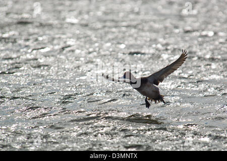 Rothaarige Ente (Aythya Americana) Landung in Kabbelwasser, Rockport, Texas Stockfoto