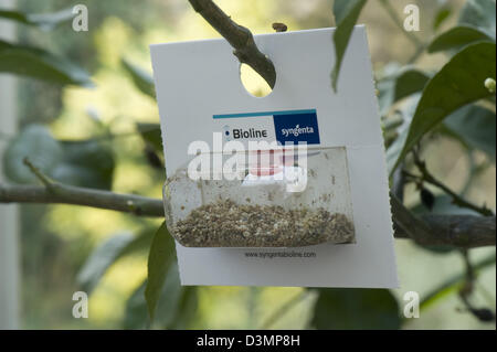 Blisterpackung räuberische Mücken, Aphidoletes Aphidimyza, für die biologische Bekämpfung von Blattläusen in geschützten Pflanzen verwendet Stockfoto