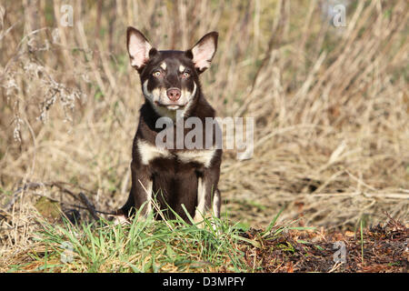 Hund arbeiten Kelpie jung sitzen auf einer Wiese Stockfoto