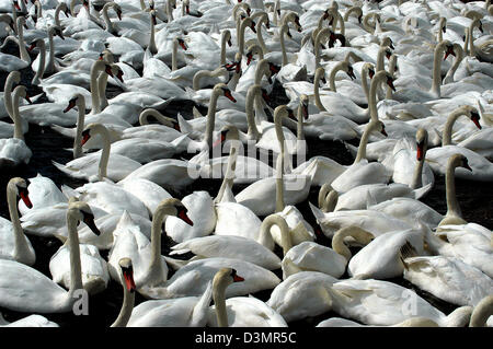 Höckerschwäne auf der Flotte sammeln für einen Feed an Abbotsbury Swannery auf Dorset Jurassic Coast. Stockfoto