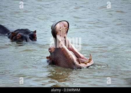 Nilpferd im Wasser mit dem Mund offen weit Stockfoto