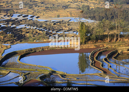 China, Yunnan, Yuanyang, Reisterrassen, Stockfoto