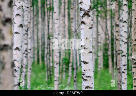 Nahaufnahme von einem Birkenholz im Sommer in Finnland Stockfoto