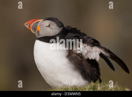 Papageitaucher (Fratercula Arctica) posiert in der Insel Unst, Shetland-Inseln. Stockfoto