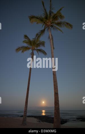 Monduntergang und Palmen Bäume. Hawaii, Big Island. Stockfoto