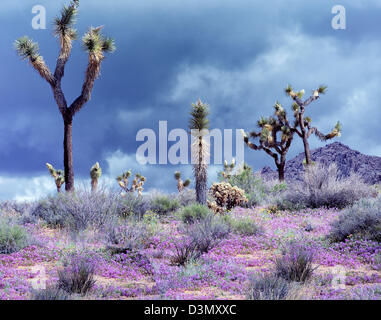 Joshua Bäume und Blumen Sand Eisenkraut. Joshua Tree Nationalpark, Kalifornien Stockfoto