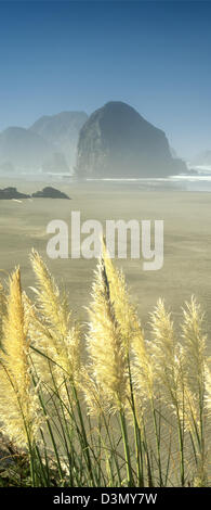 Pampasgras und Strand von Cape Sebastian State Park, Oregon. Stockfoto