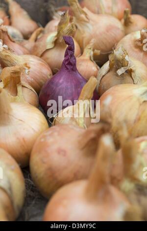 Maincrop Zwiebeln bereit für die Küche Stockfoto