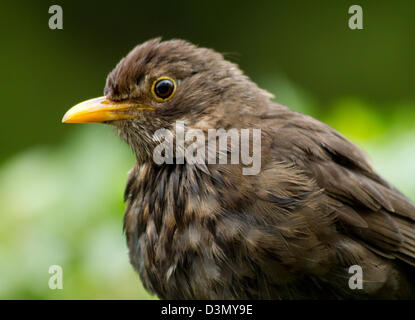 Weibliche Amsel, Turdus Merula, Nahaufnahme Stockfoto