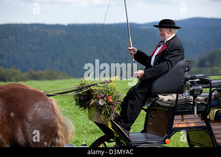 Sankt Margen, Deutschland, ein Pferd mit Schwarzwälder Füchse Stockfoto