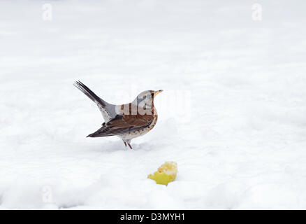 Wacholderdrossel, Turdus Pilaris In Schnee mit Tail Up. Winter. UK Stockfoto