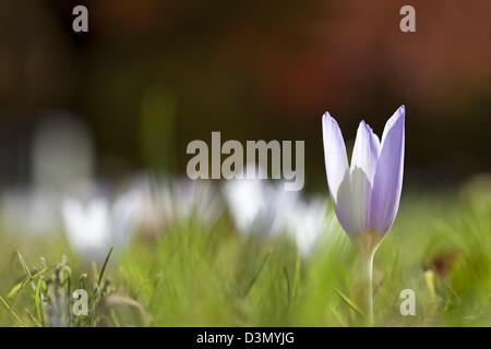Eine Makroaufnahme einer winzigen kleinen lila farbigen Blume in einem Feld. Stockfoto