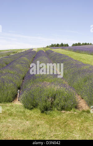 Lavender Farm Snowshill Gloucestershire England UK Stockfoto