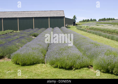 Lavender Farm Snowshill Gloucestershire England UK Stockfoto