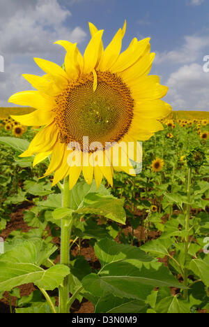 Sonnenblumen Feld im Juli in Mittelitalien. Stockfoto