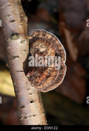 Young erröten Halterung Pilz, Daedaleopsis Confragosa, Polyporaceae. Auf Toten Silver Birch Zweig wachsen. Stockfoto