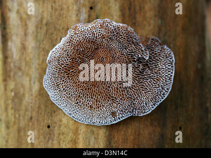 Young erröten Halterung Pilz, Daedaleopsis Confragosa, Polyporaceae. Zeigen Unterseite Kiemen. Stockfoto