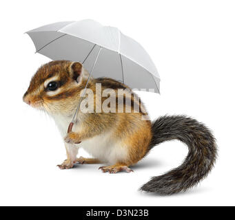 Lustige Streifenhörnchen mit Regenschirm auf weiße, Wetter-Konzept Stockfoto