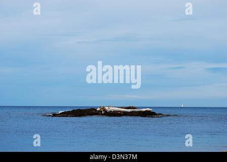 Weiße toter Baumstamm Treibholz auf einer kleinen Insel im Meer Stockfoto