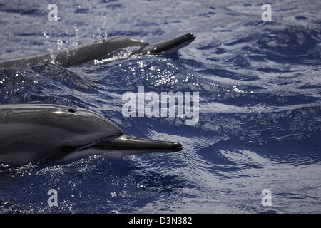 Ein paar Spinner-Delphin, Stenella Longirostris, Oberfläche für einen Hauch von der Insel Maui, Hawaii. Stockfoto