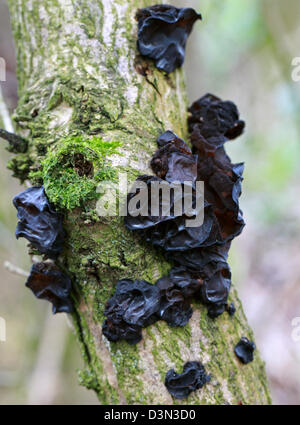Witches' Butter, Exidia Glandulosa, Auriculariaceae.  Eine gemeinsame schwarze Pilze wachsen auf einem Toten älteren Zweig. Stockfoto