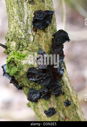 Witches' Butter, Exidia Glandulosa, Auriculariaceae.  Eine gemeinsame schwarze Pilze wachsen auf einem Toten älteren Zweig. Stockfoto