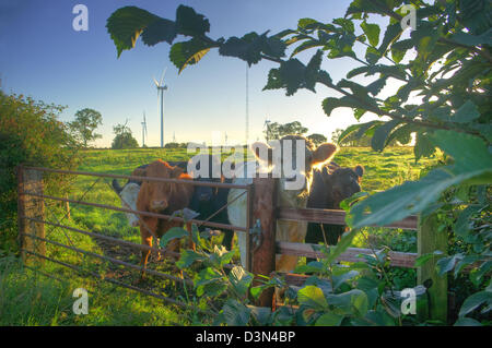 Neugierige Kühe vor Swinford Windpark (nahe Rugby), eine halbe Stunde nach Sonnenaufgang an einem späten Sommermorgen. Stockfoto