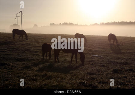 Görlsdorf, Deutschland, Silhouetten von Pferden im Nebel auf der Weide Stockfoto