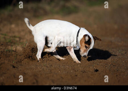 Görlsdorf, Deutschland, Hund Graben im sand Stockfoto