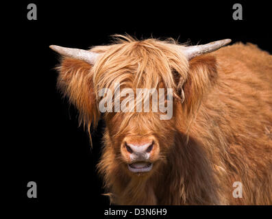 Scottish Highland Cattle Closeup vor einem dunklen Hintergrund Stockfoto