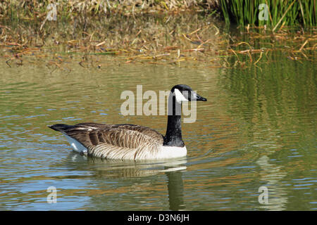 Kanada-Gans schwimmt auf einem Süßwasser Teich. Stockfoto