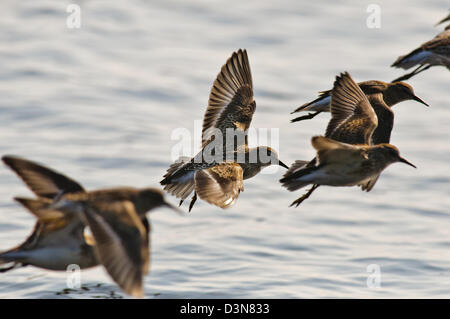 Herde von wilden Alpenstrandläufer fliegen auf der Küste von Oregon Stockfoto