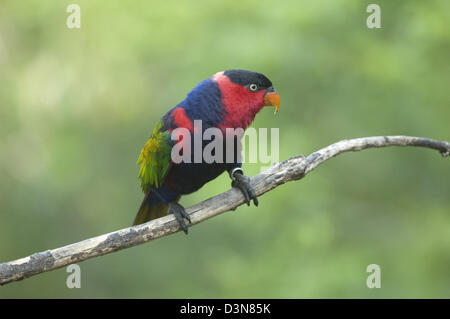 Regenbogen Lorikeet - einer der am meisten bunten Vögel gesehen in Jurong Bird Park in Singapur, Süd-Ost-Asien. Stockfoto