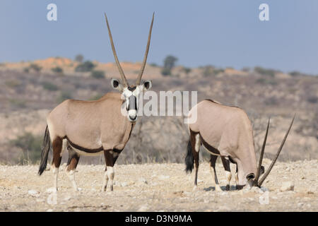 Oryx (Oryx gazella), zwei weibliche Erwachsene stehen auf trockenen Boden, Kgalagadi Transfrontier Park, Northern Cape, Südafrika, Afrika Stockfoto