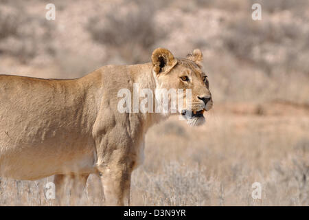Löwin (Panthera leo), erwachsene Frau in Trockenrasen, Alert, Kgalagadi Transfrontier Park, Northern Cape, Südafrika, Afrika Stockfoto