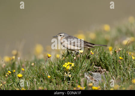 American Pipit in Buttercup Blumen Vogel Vögel singvögel Pfeifer Ornithologie Wissenschaft Natur Tierwelt Umwelt Stockfoto