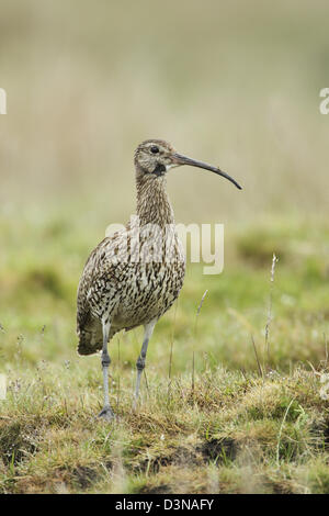 Eurasische Brachvogel (Numenius Arquata) auf grobe Grünland Stockfoto