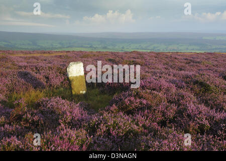 Blick auf Osten Danby Dale mit einem Vordergrund blühende Heide und einen weißen gemalten Grenzstein am Castleton Rigg Stockfoto