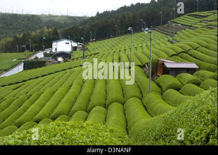 Reihen von frischer grüner Teebüsche wachsen auf einer Plantage im Bereich Makinohara Chabatake Tee der Präfektur Shizuoka, Japan. Stockfoto