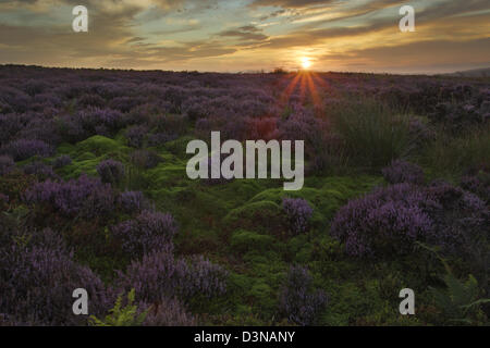 Sonnenaufgang über Moos und blühende Heide auf Kildlae Moor in North York Moors National Park Stockfoto