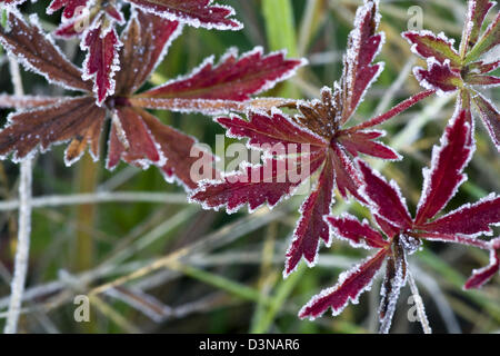 Bunten Herbstlaub mit Rauhreif bedeckt Stockfoto