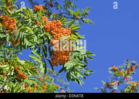Beeren der Eberesche gegen den Himmel Stockfoto