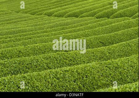 Reihen von frischer grüner Teebüsche wachsen auf einer Plantage im Bereich Makinohara Chabatake Tee der Präfektur Shizuoka, Japan. Stockfoto