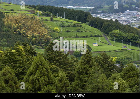 Reihen von frischer grüner Teebüsche wachsen auf einer Plantage im Bereich Makinohara Chabatake Tee der Präfektur Shizuoka, Japan. Stockfoto