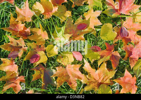 Hintergrund aus bunten Herbstblättern Stockfoto