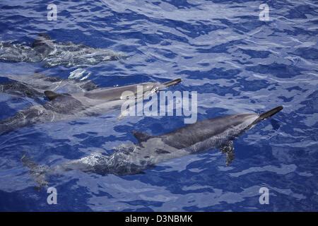 Spinner-Delphin, Stenella Longirostris, Oberfläche für Luft von der Insel Maui, Hawaii. Stockfoto