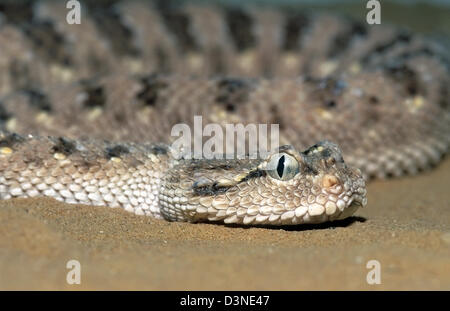 Arabische Hornotter, Cerastes gasperettii Stockfoto