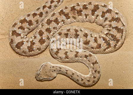 Horned Desert Viper, Cerastes Cerastes auf sand Stockfoto