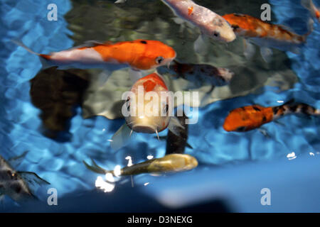 Das Bild vom 6. Januar 2006 zeigt japanische Koi Karpfen in verschiedenen Größen und Farben in einer Tierhandlung in Köln. Foto: Jörg Carstensen Stockfoto