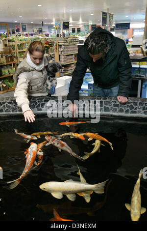 Zwei Kunden prüfen japanische Koi-Karpfen in verschiedenen Größen und Farben in einer Tierhandlung in Köln, 6. Januar 2006. Foto: Jörg Carstensen Stockfoto